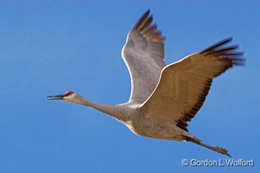 Sandhill Crane_73166.jpg - Sandhill Crane (Grus canadensis) in flightPhotographed in the Bosque del Apache National Wildlife Refuge near San Antonio, New Mexico, USA.